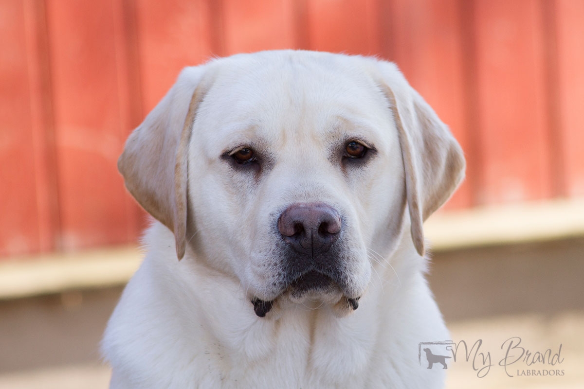 My Brand Sky Wizard (14 months old)