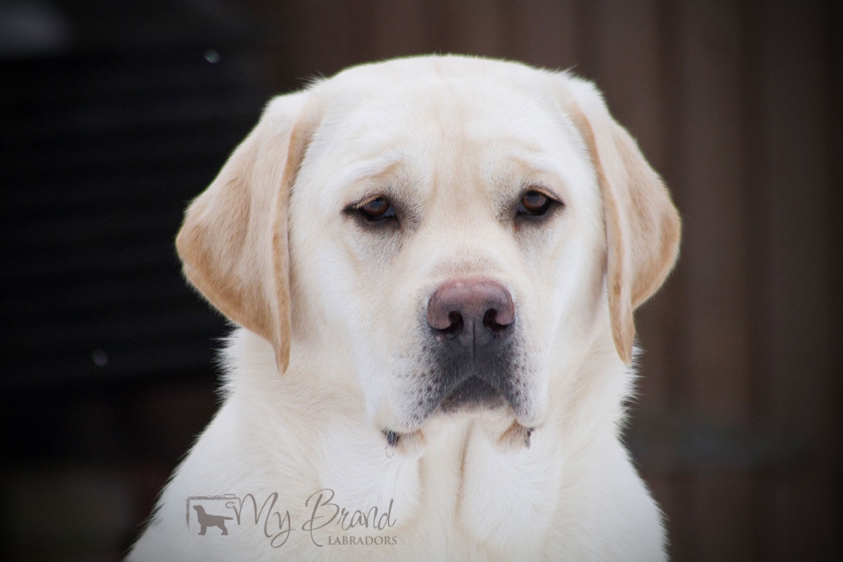 My Brand Sky Wizard at the age of 1 year