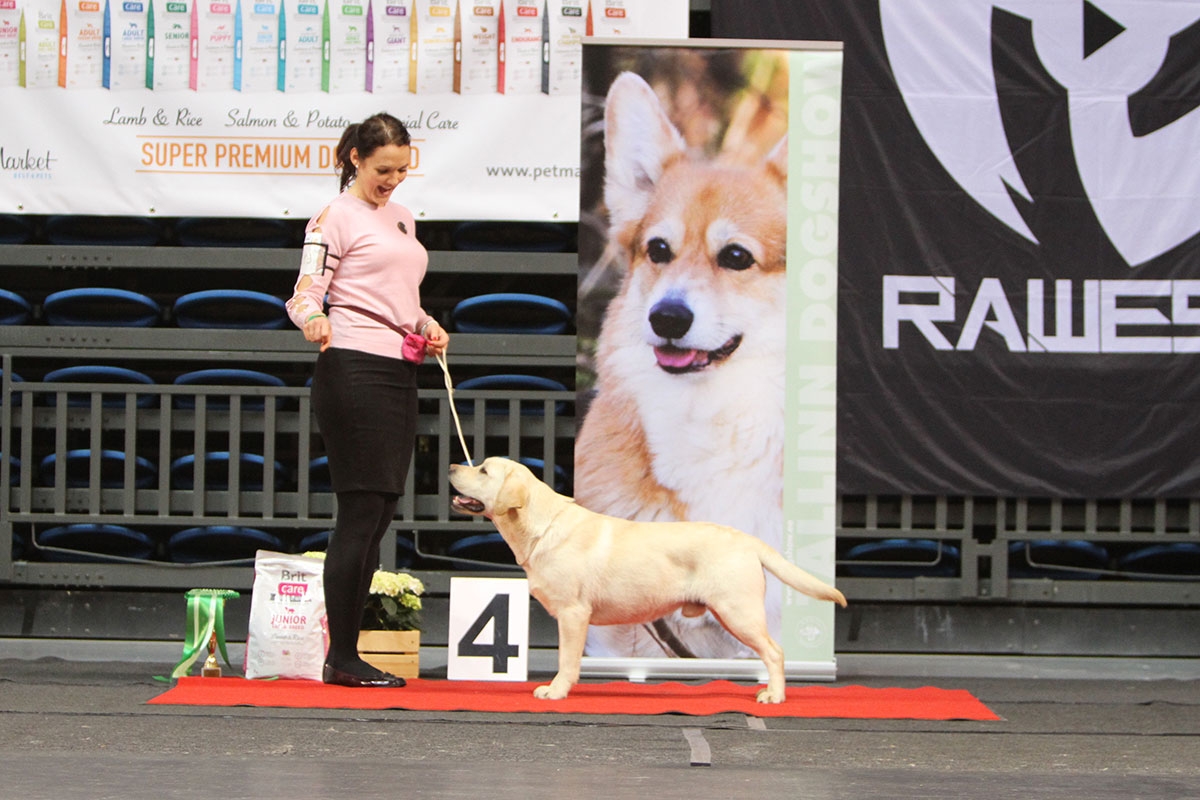 My Brand Sky Wizard BIS-4 Junior at the National Dog Show Tallinn 24.3.2018