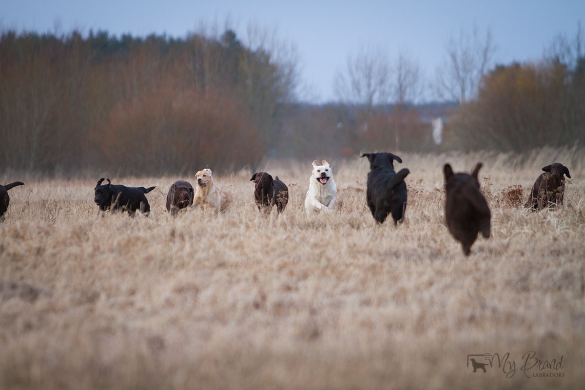 aaaaaaand after the dog show :)