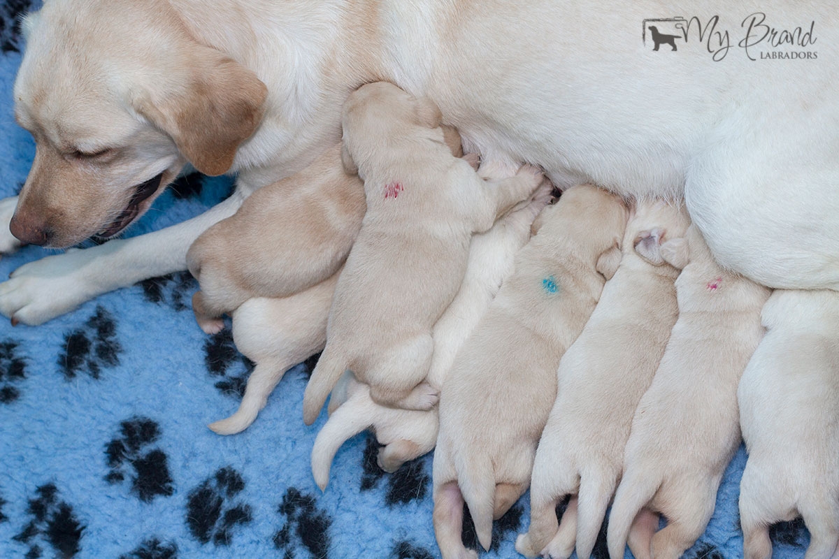 As a baby, with his mother.