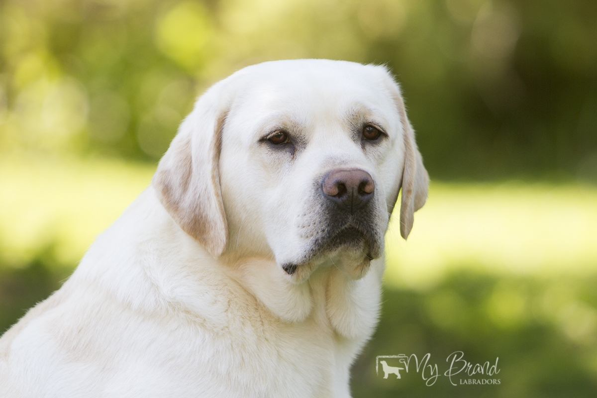 My Brand Sky Wizard (2,5 years old)