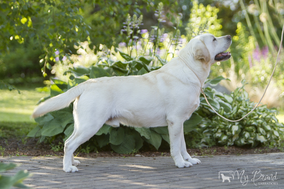 My Brand Sky Wizard (2,5 years old)