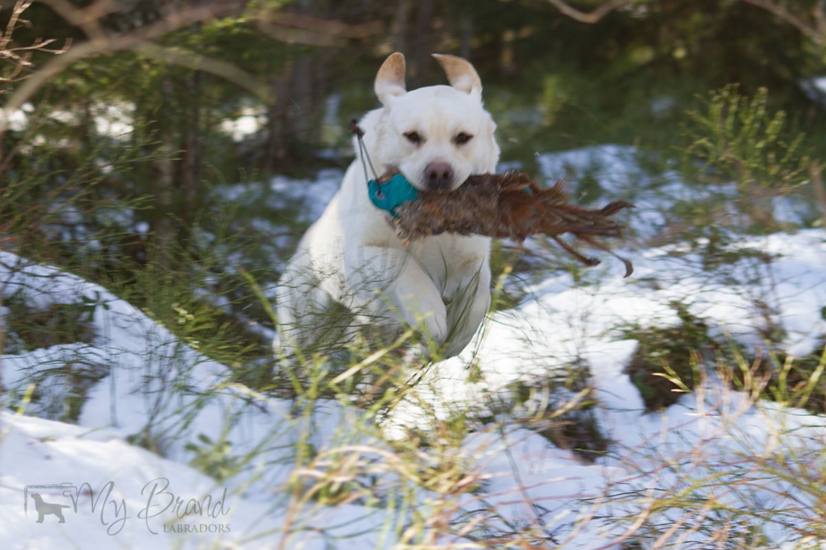 My Brand Sky Wizard (14 months old)