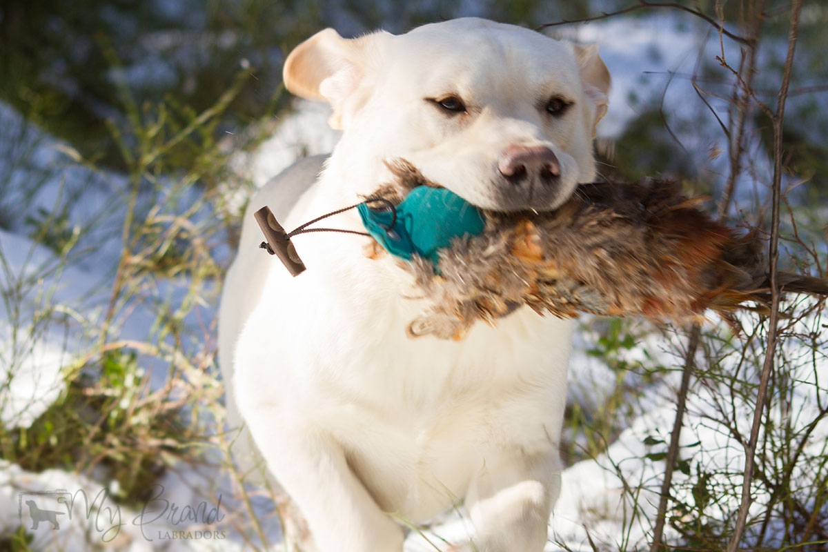 My Brand Sky Wizard (14 months old)