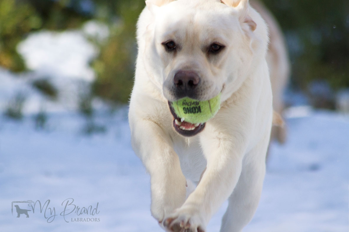 My Brand Sky Wizard (14 months old)