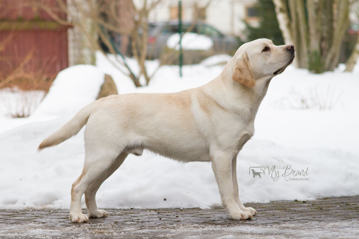 My Brand Sky Wizard at the age of 1 year