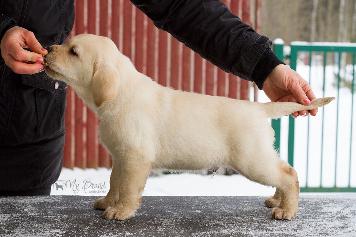 My Brand Sky Wizard 8 weeks old