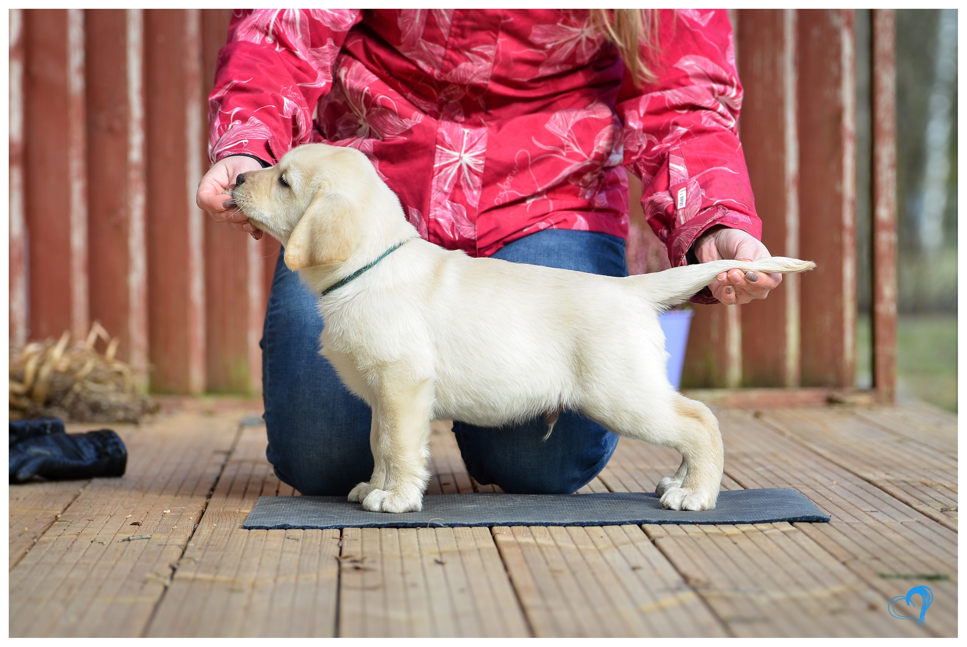 My Brand Sky Wizard 8 weeks old (photo by Kadi Haljand)