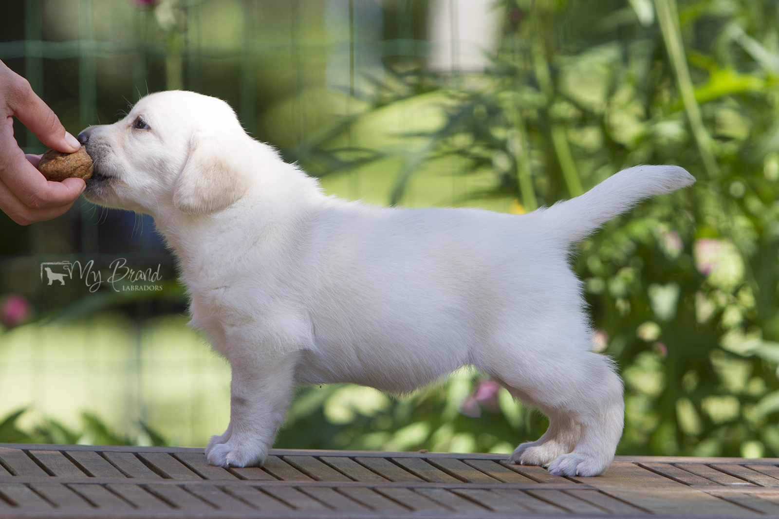 My Brand Star Alliance