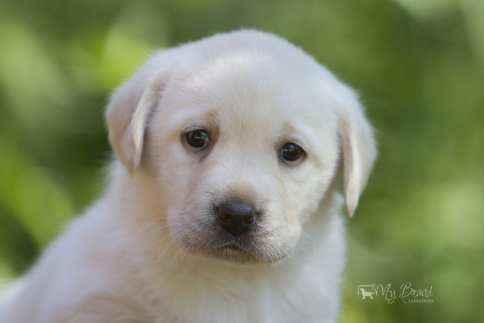 My Brand Star Alliance