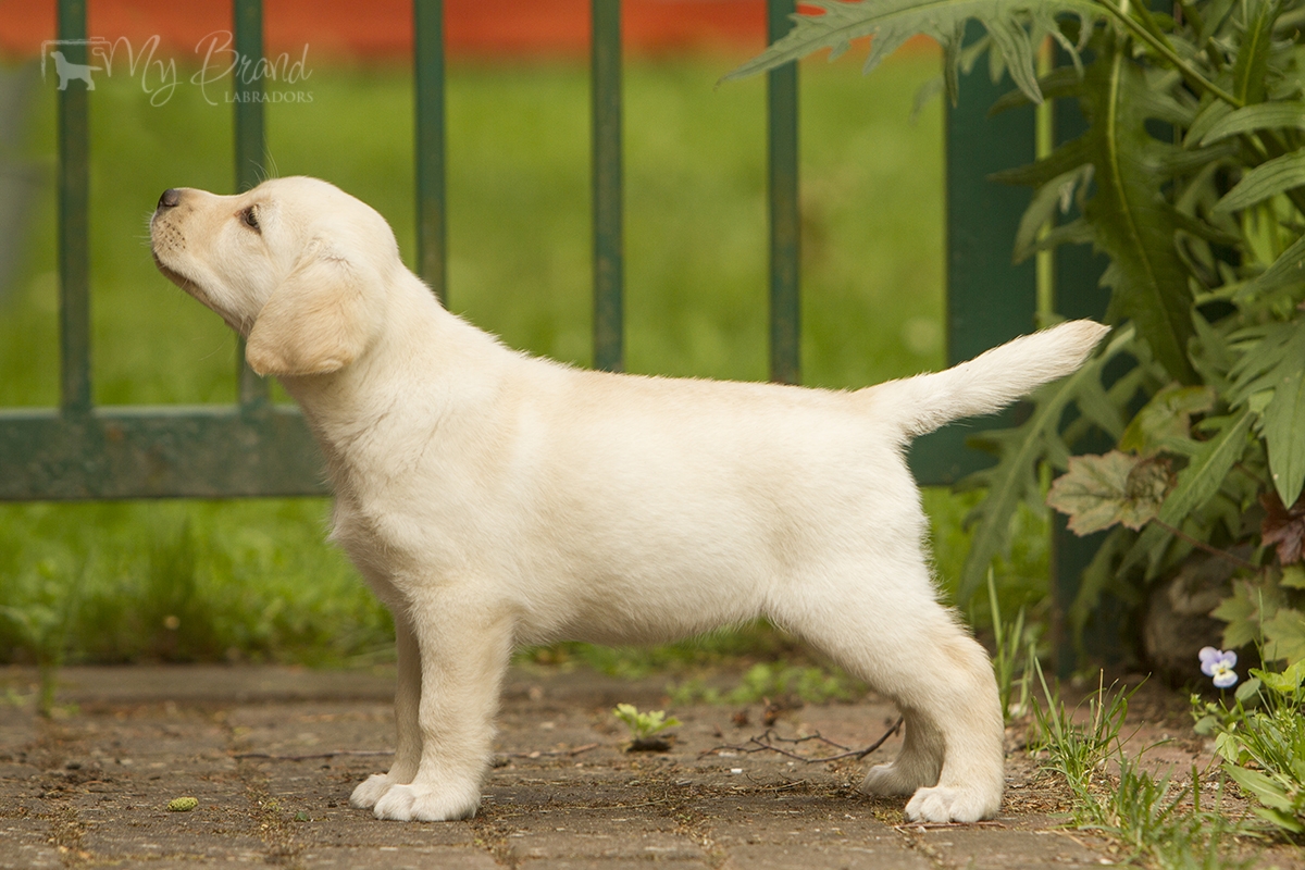 My Brand Star Alliance 8 weeks old