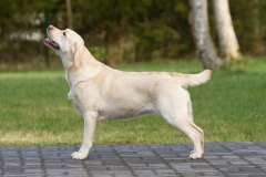 My Brand Star Alliance at training. Photo by Aleksandr Kozulin.