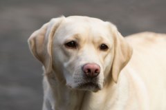 My Brand Star Alliance at training. Photo by Aleksandr Kozulin.
