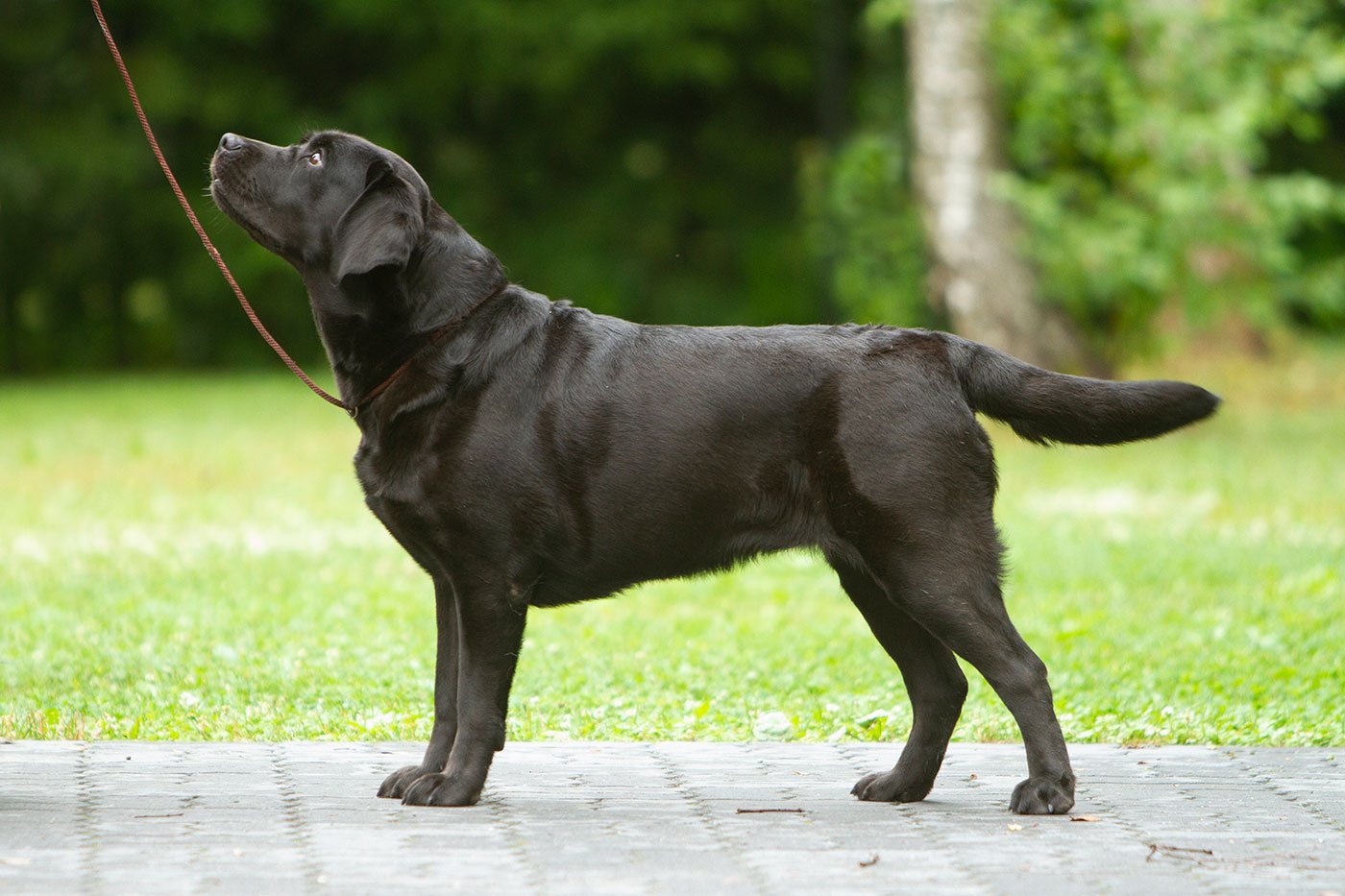 My Brand Star Attraction at the age of 3 years