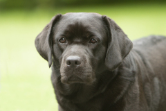 My Brand Star Attraction at the age of 3 years