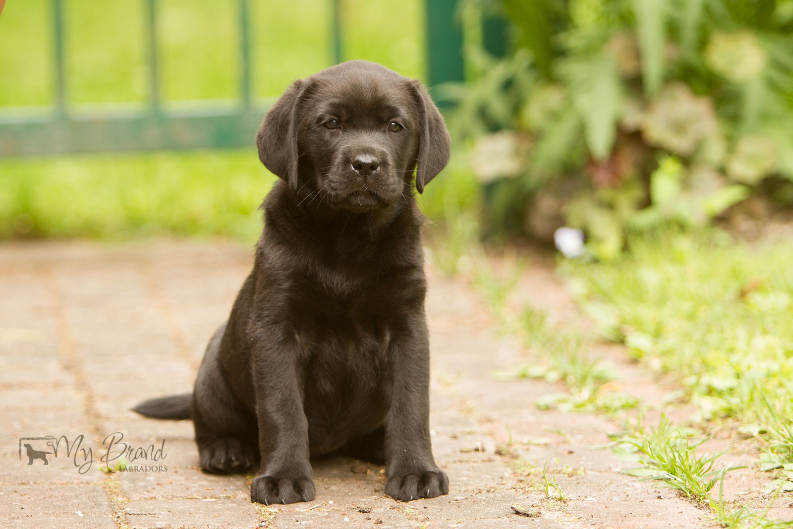 My Brand Star Attraction