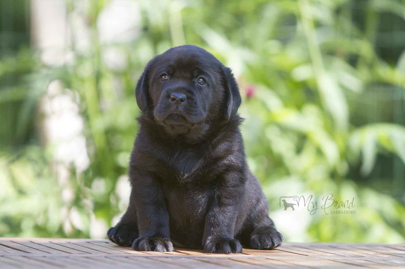 My Brand Star Attraction