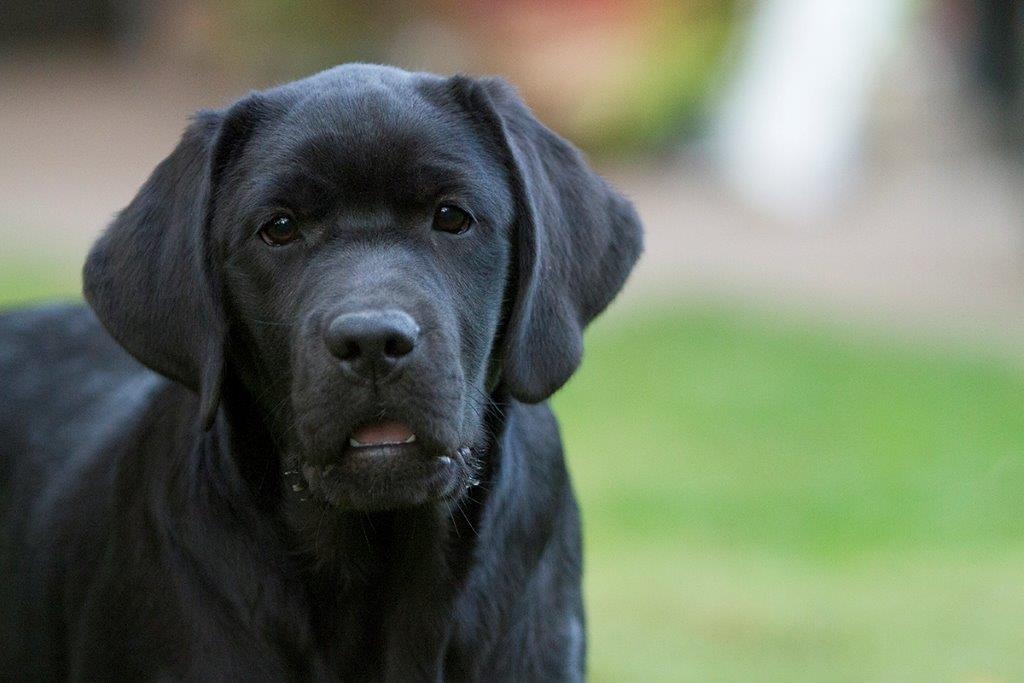 My Brand Star Attraction