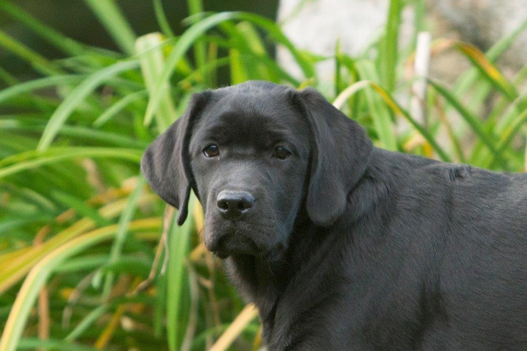 My Brand Star Attraction