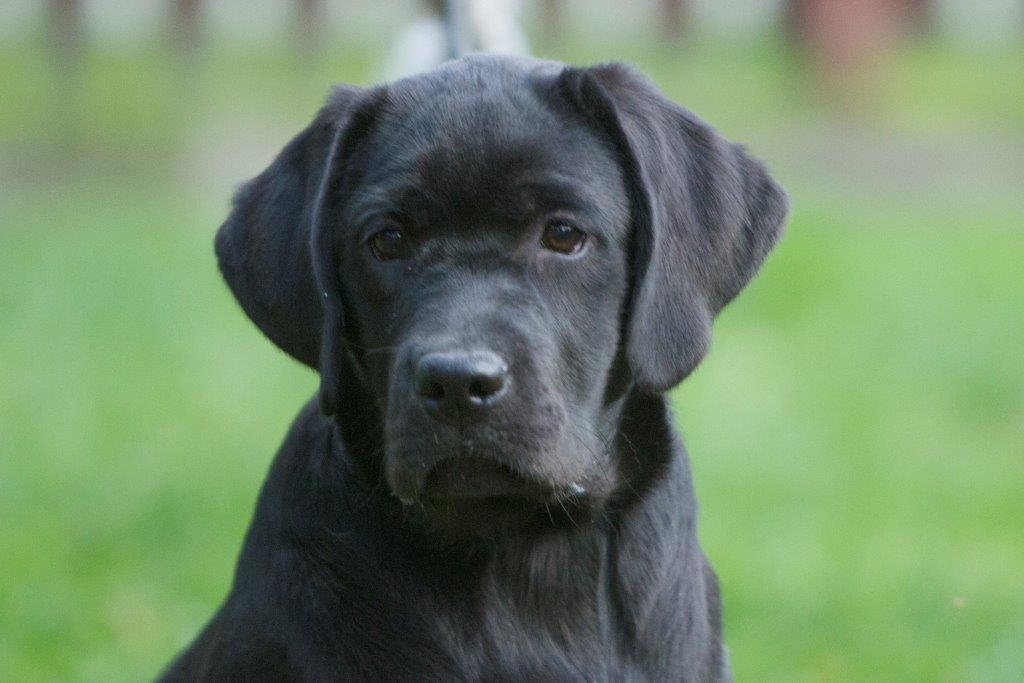 My Brand Star Attraction