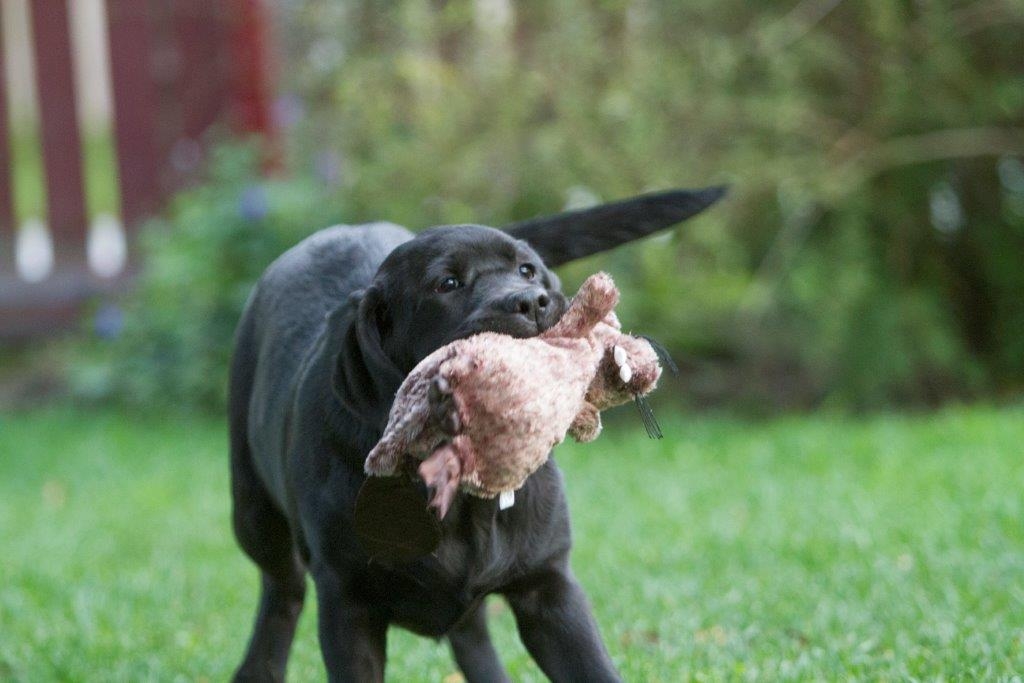 My Brand Star Attraction