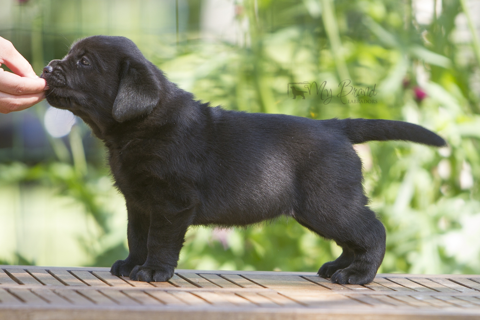 My Brand Star Attraction