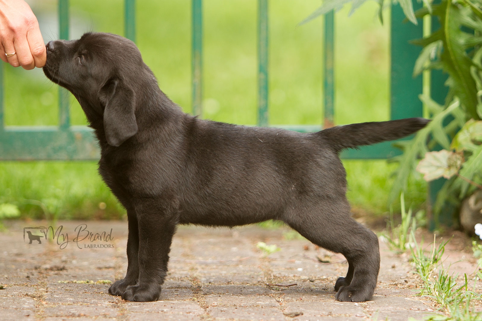 My Brand Star Attraction at the age of 8 weeks