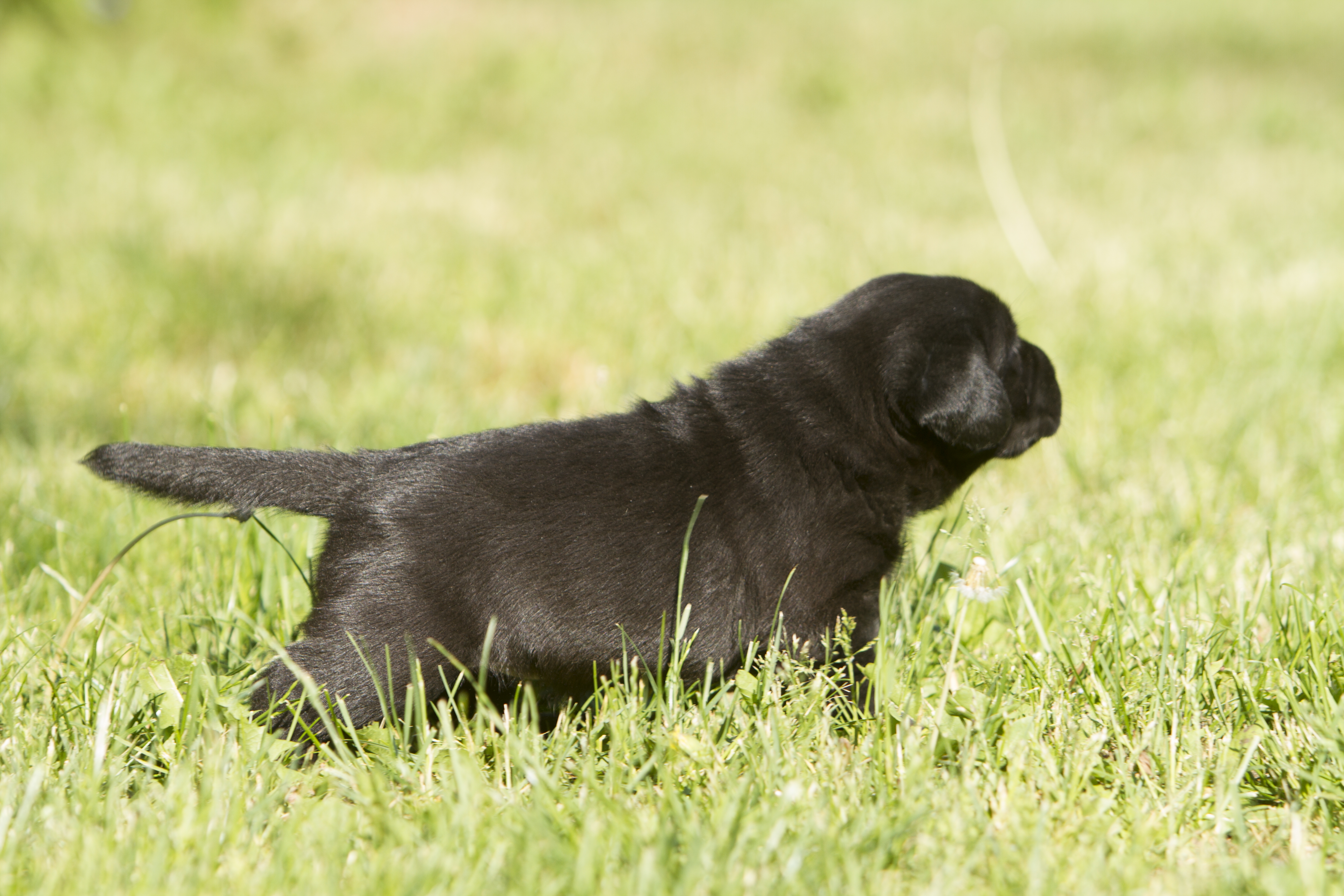 My Brand Star Attraction