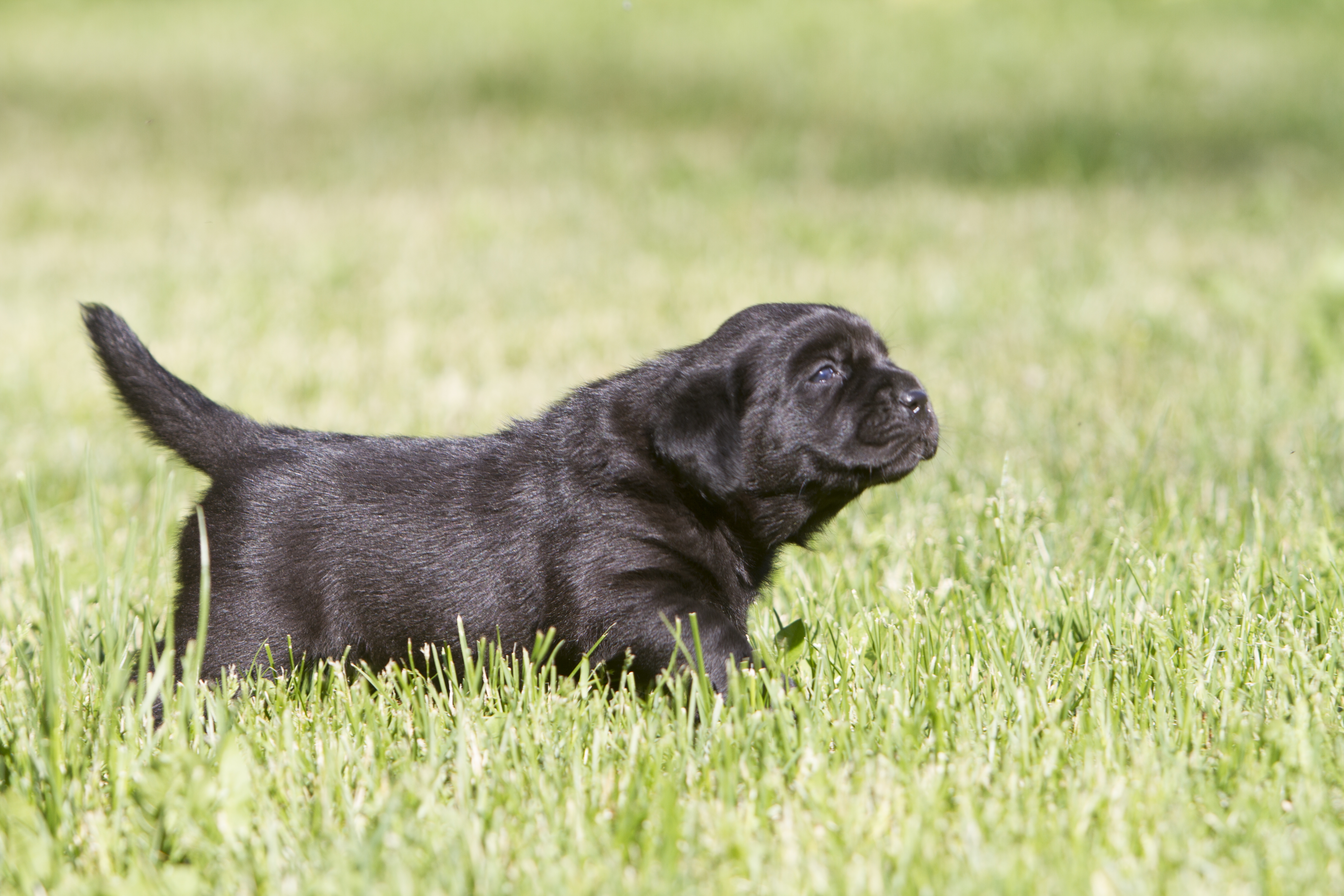 My Brand Star Attraction