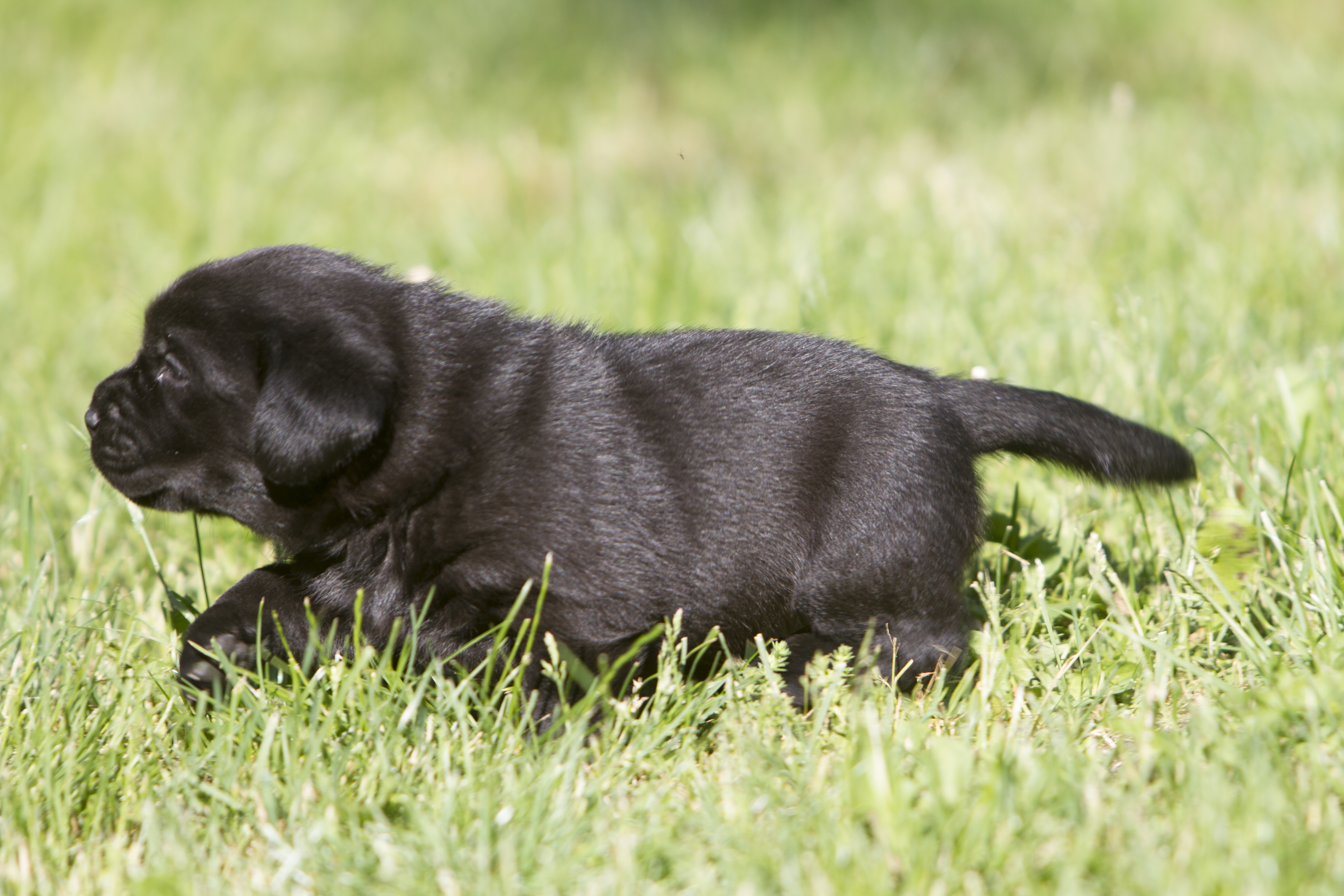 My Brand Star Attraction