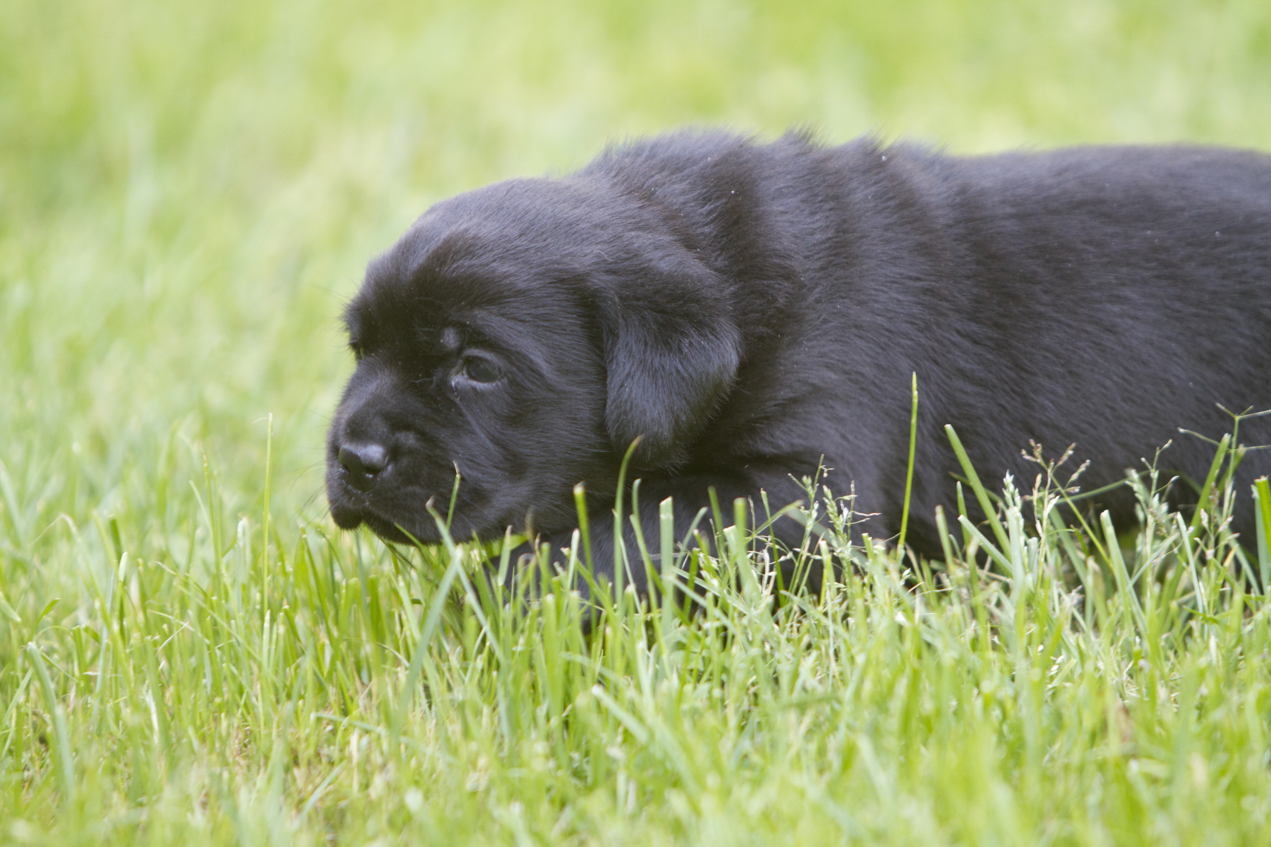 My Brand Star Attraction