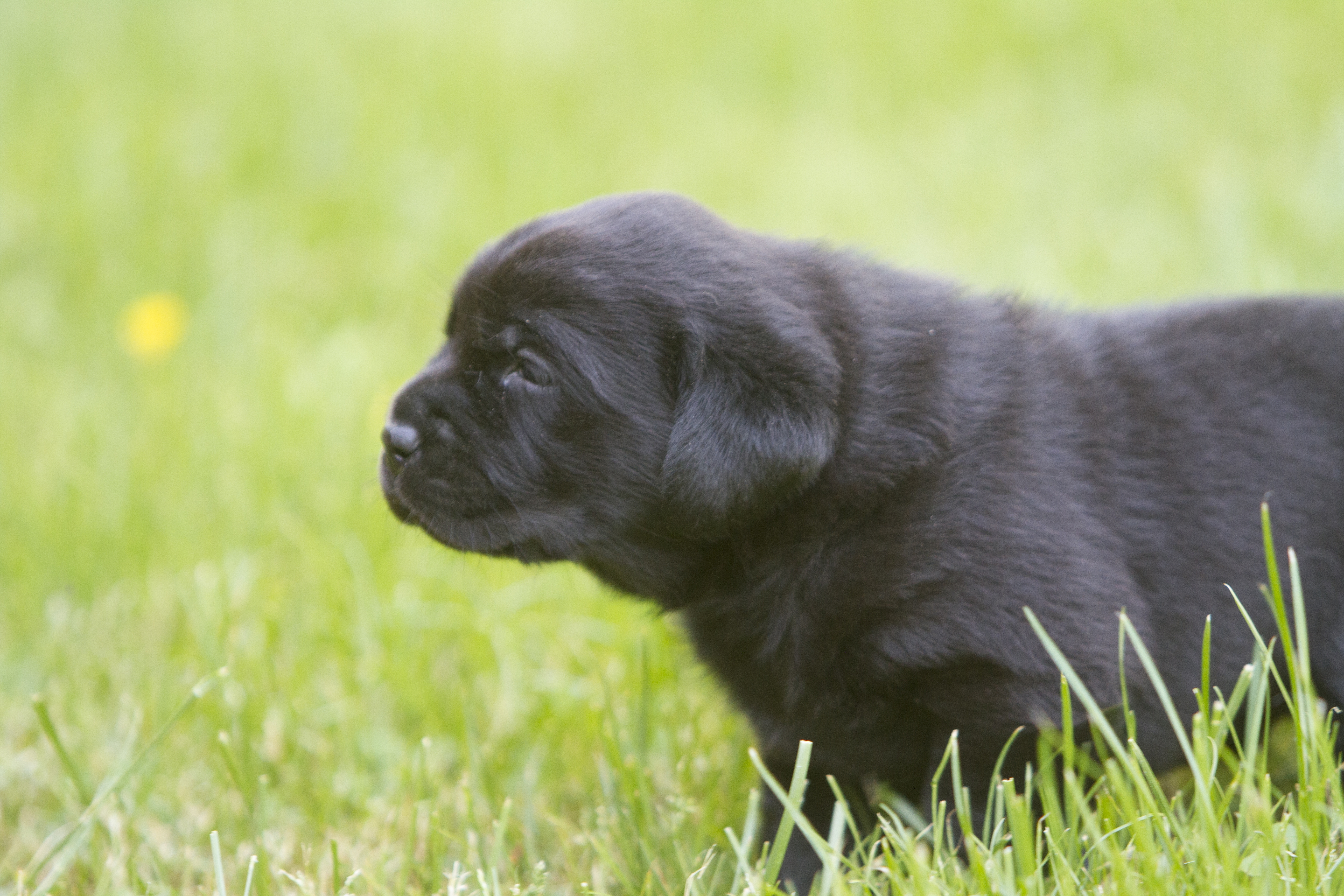 My Brand Star Attraction