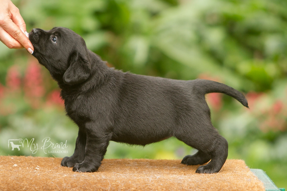 My Brand Three Thousand Reasons