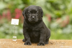 My Brand Three Thousand Reasons