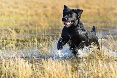 My Brand Three Thousand Reasons (photo by Guna Riže)