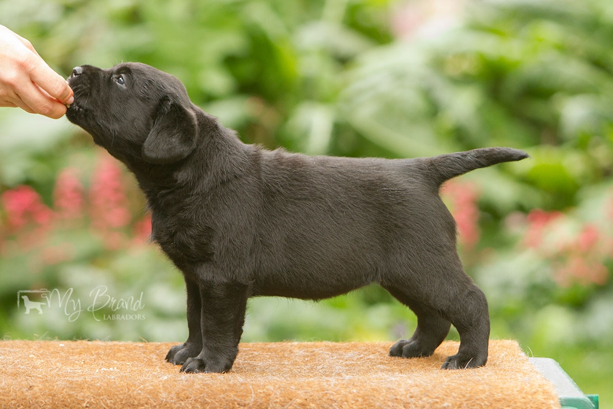 My Brand Three Times A Lady (7 weeks old)