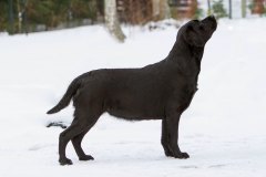 My Brand Three Times A Lady (2,5 years old)