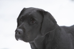 My Brand Three Times A Lady (2,5 years old)