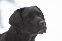 My Brand Three Times A Lady (2,5 years old)