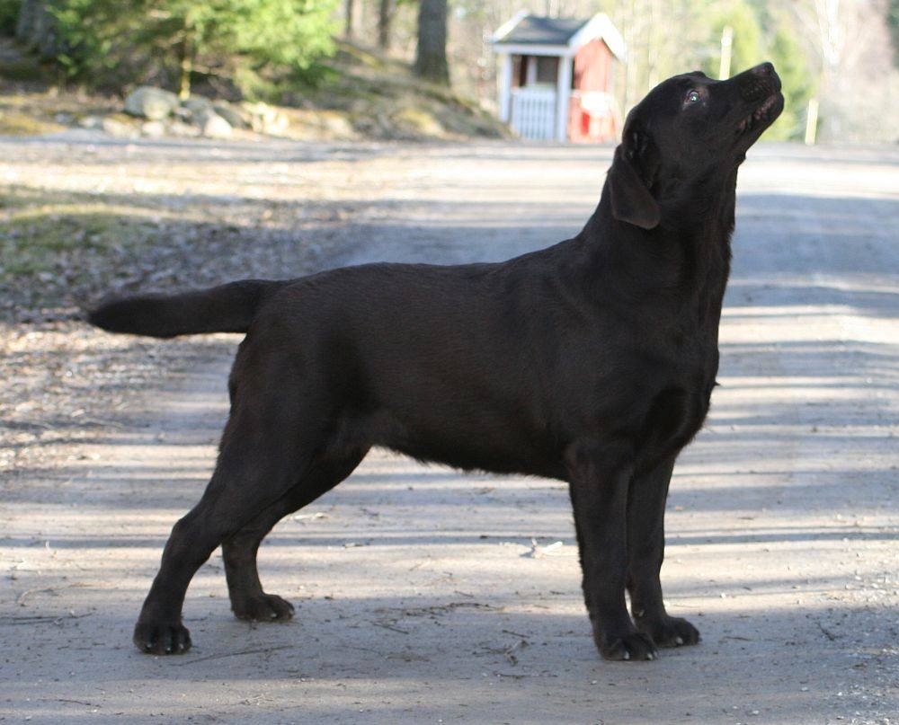 My Brand Zillion Kisses (April 2017)