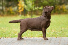 My Brand Zillion Kisses