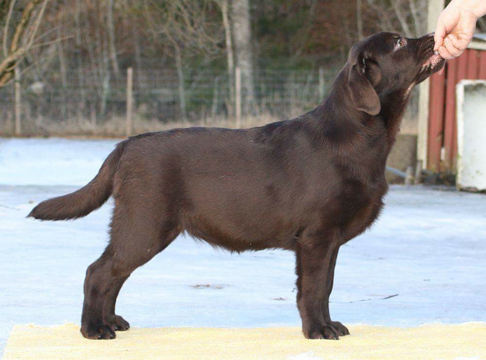 My Brand Zillion Kisses (6 months old)