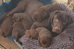 My Brand Zillion Kisses with her first litter in kennel Adventurers. Good luck!