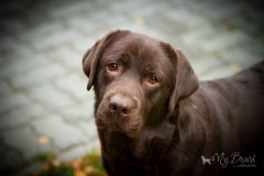 My Brand Zillion Kisses