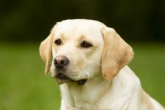 16.08.2019-Labrador-Club-Show-_35