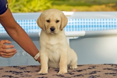 Perfect Sweet Dream Midnight Blue