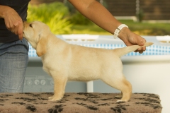 Perfect Sweet Dream Midnight Blue