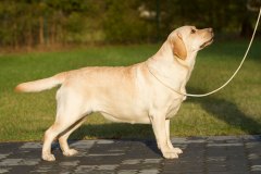 Perfect-Sweet-Dream-Midnight-Blue-veebr2020_2