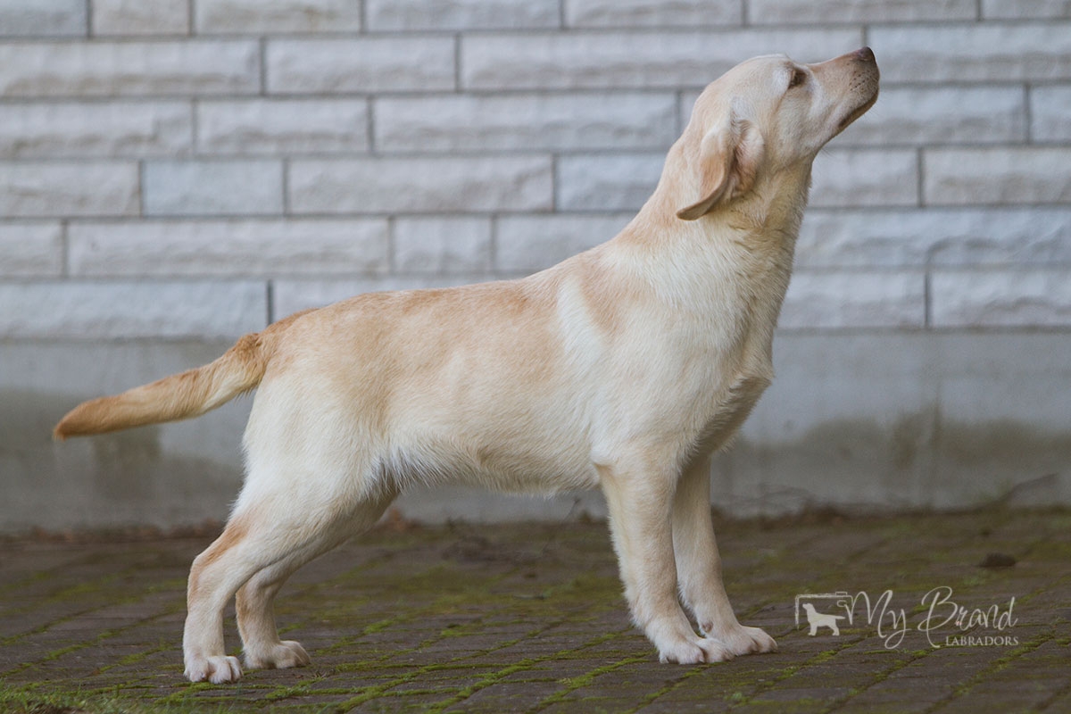 Perfect Sweet Dream Midnight Blue